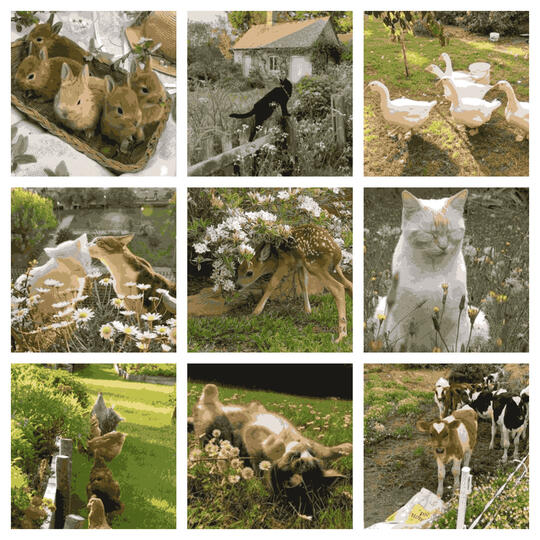 CottageCore (Animals) CottageCore (Animals)