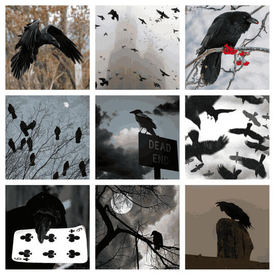 Corvids
